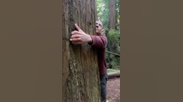 Help NASA measure trees with the GLOBE Observer app!