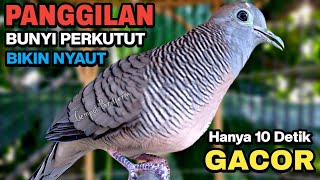 Perkutut Lokal Gacor Suara Besar Pancingan Burung Perkutut Agar Cepat Bunyi.