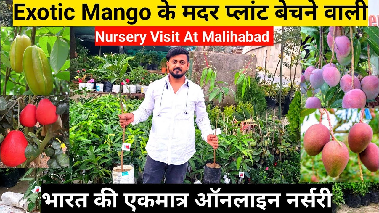 Exotic Mango के मदर प्लांट बेचने वाली भारत की इकलौती नर्सरी | Nursery Visit At Malihabad Lucknow