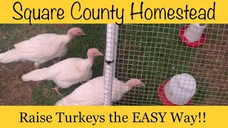 How to raise and Free range Turkeys. by Square County Homestead 1,161 views 1 year ago 11 minutes, 53 seconds