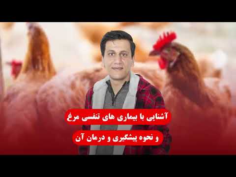 بیماری های تنفسی مرغ روش های شناسایی و درمان خانگی