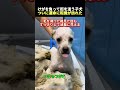 けがを負って街を這う子犬ついに運命に転機が訪れた #心温まる #子犬 #野良犬