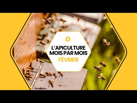Conseils apicoles de février : que faire au rucher ?