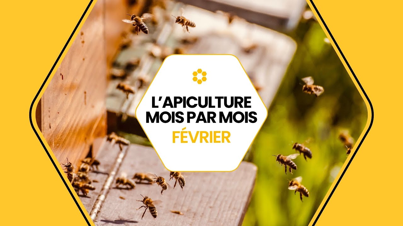 🐝 Conseils apicoles de févirer : que faire au rucher ? 