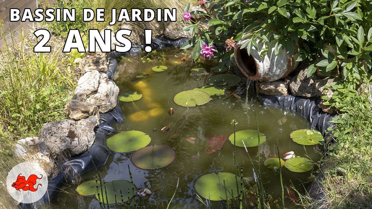 Bassin de jardin - 2 ans plus tard