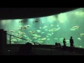 葛西臨海水族園 (Tokyo Sea Life Park) の動画、YouTube動画。