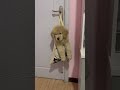 What Is My Fault And Sin Cute Goldenretriever Doggielife Funnyvideo