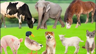 Farm Animal Sounds:  Buffalo, Dog, Cat, Cow, Pig, Sheep, Chicken – Animal Sounds