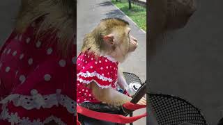 Обезьянка Люся на велосипеде #stylishmonkeys #fypシ #funny #monkey