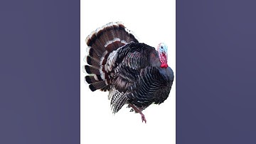 Thumbnail of Sound Effects - Turkey Gobble