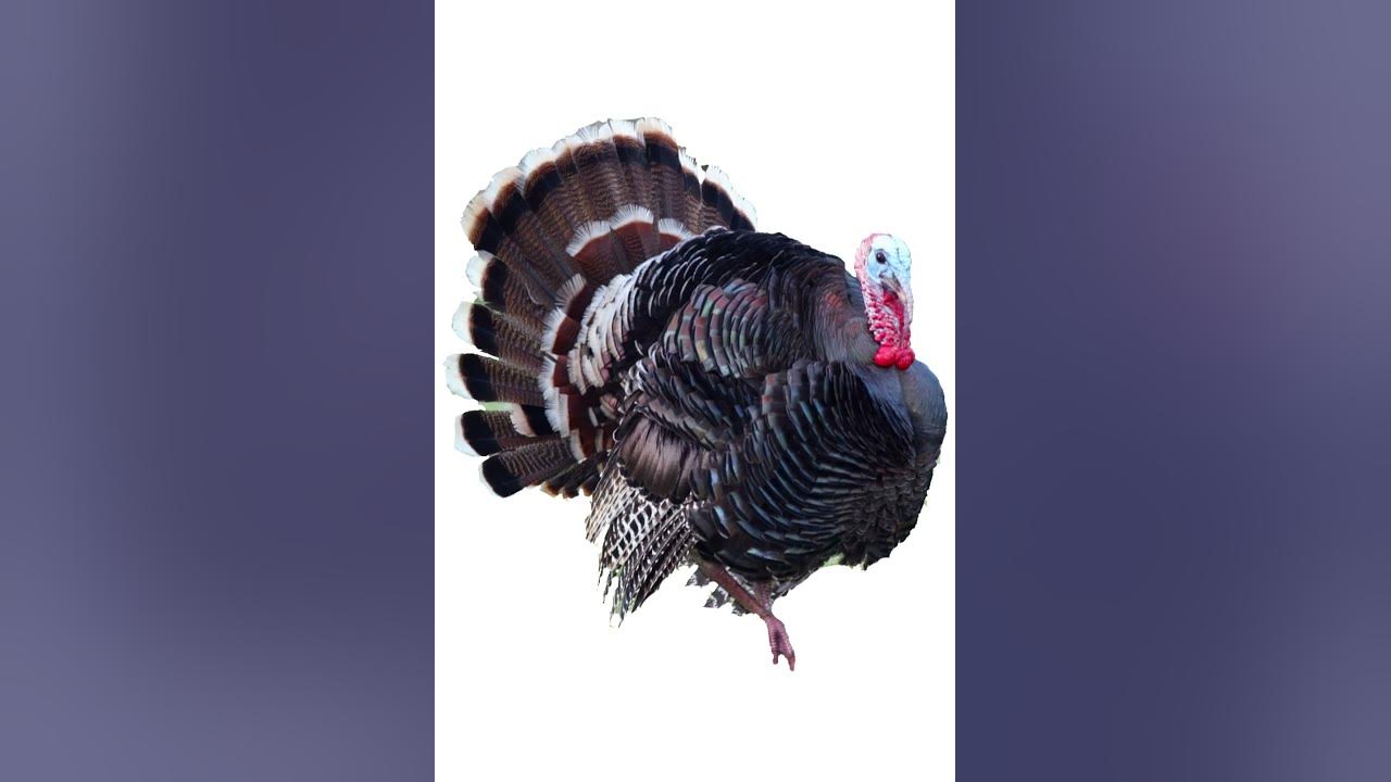 Sound Effects - Turkey Gobble