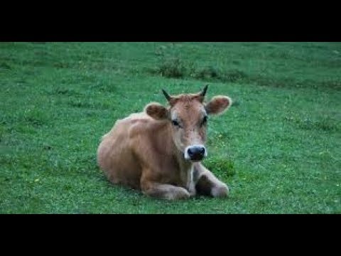 ვიდეო: რატომ უნდა მიიღონ შინაური ცხოველი - 5 თავშესაფრის შინაური ცხოველის მითი