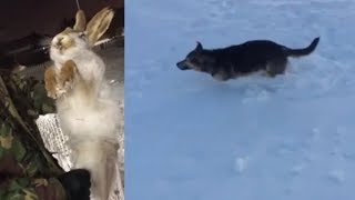 Аномальные Холода Казахстане ,замерзли животные Аномальные Холода Казахстане ,замерзли животные