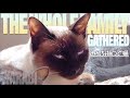 みんな揃って猫5匹