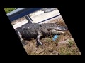 Dead Alligator