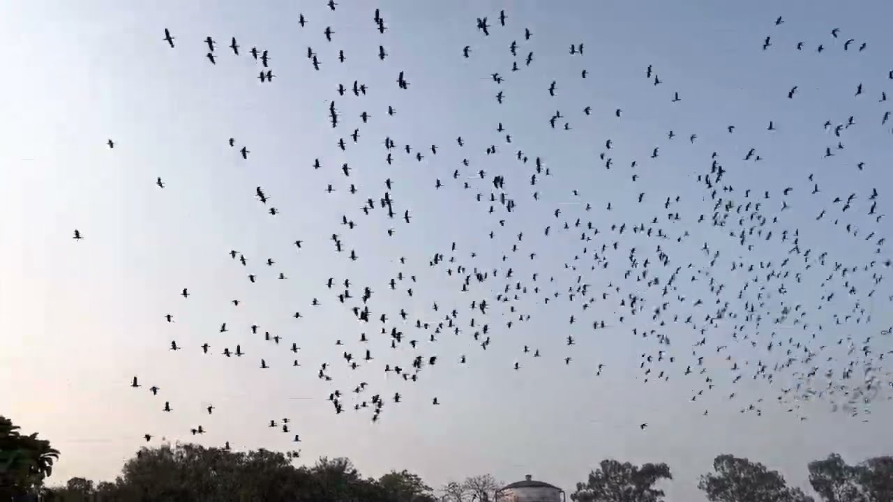 iPhone 13 video || Thousands of Birds flying together || Birds || Bali Hash || beautiful Bird