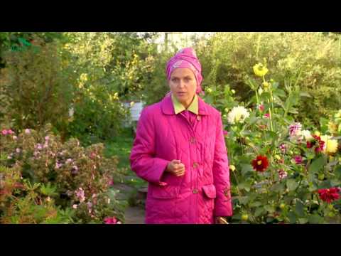 Video: Kako Naročiti Semena Cvetov