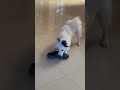 Pattu Puppy 🐶 Play ❤️ 😇