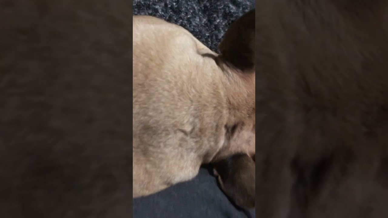 Французький бульдог/ 