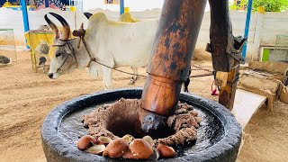 Healthy Bull Driven Coconut Oil Making | Chekku Ennai #coconut #coconutoil #making