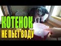 Почему котенок не пьет воду. Угроза мочекаменной болезни. Решение проблемы на собственном опыте.