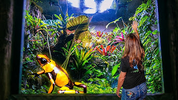 Building a Jungle Exhibit for POISON DART FROGS!