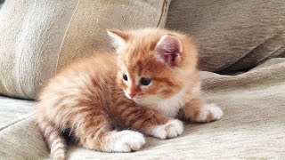 Хроники рыжего кота.2 серия.Котёнок и мама Хроники рыжего кота.2 серия.Котёнок и мама