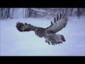 Lapinpöllö / Chouette lapone / Great grey owl (Strix nebulosa)