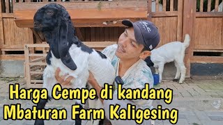 MAS, THERE IS A HARVEST OF CEMPE, HERE'S AN EXAMPLE OF THE PRICE