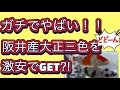 【阪井養魚場産大正三色】激安でGET♪#錦鯉水槽飼育 #アクアリウム #aquarium