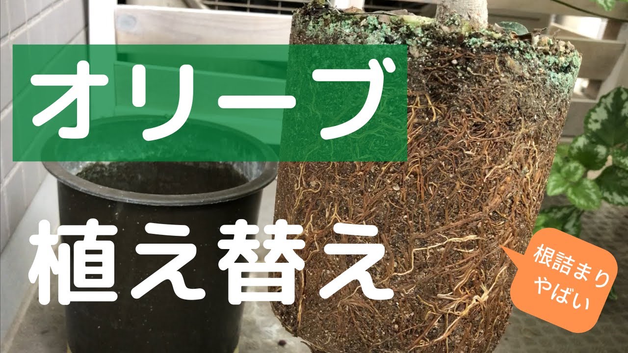 衝撃の根詰まり オリーブの植え替え Youtube