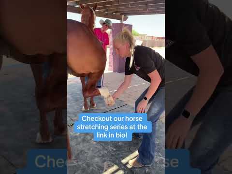 Equine Chiropractic Hip