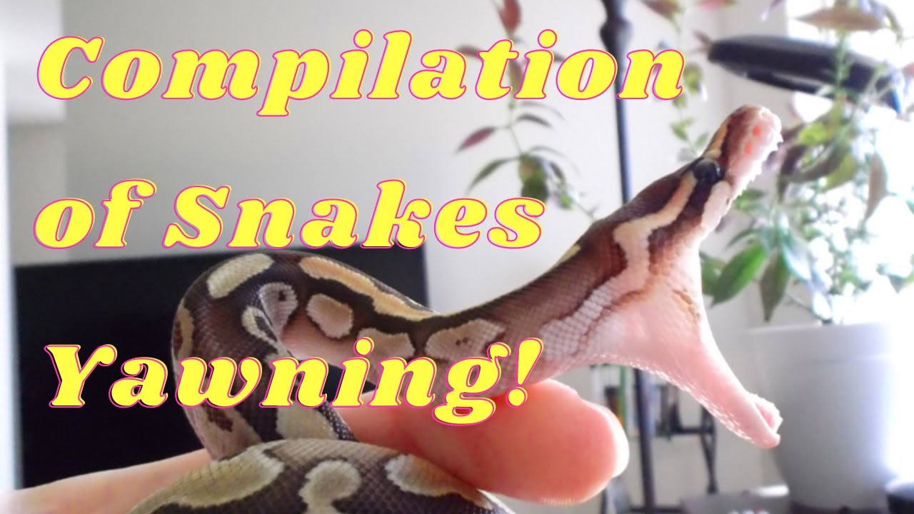 Why do snakes yawn....and a compilation of my snakes yawning YouTube
