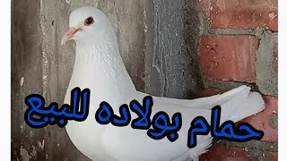 سوق الجمعة. حمام  شغال للبيع