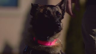 Dramatic Rescues Are Part Of The Job As Drone Pilot Works To Find Lost Wisconsin Pets