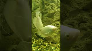 Beyaz Dev Gurami Osphronemus Goramy, Büyük Boyu Ve Barışçıl Yapısıyla Dikkat Çeken Bir Balıktır.