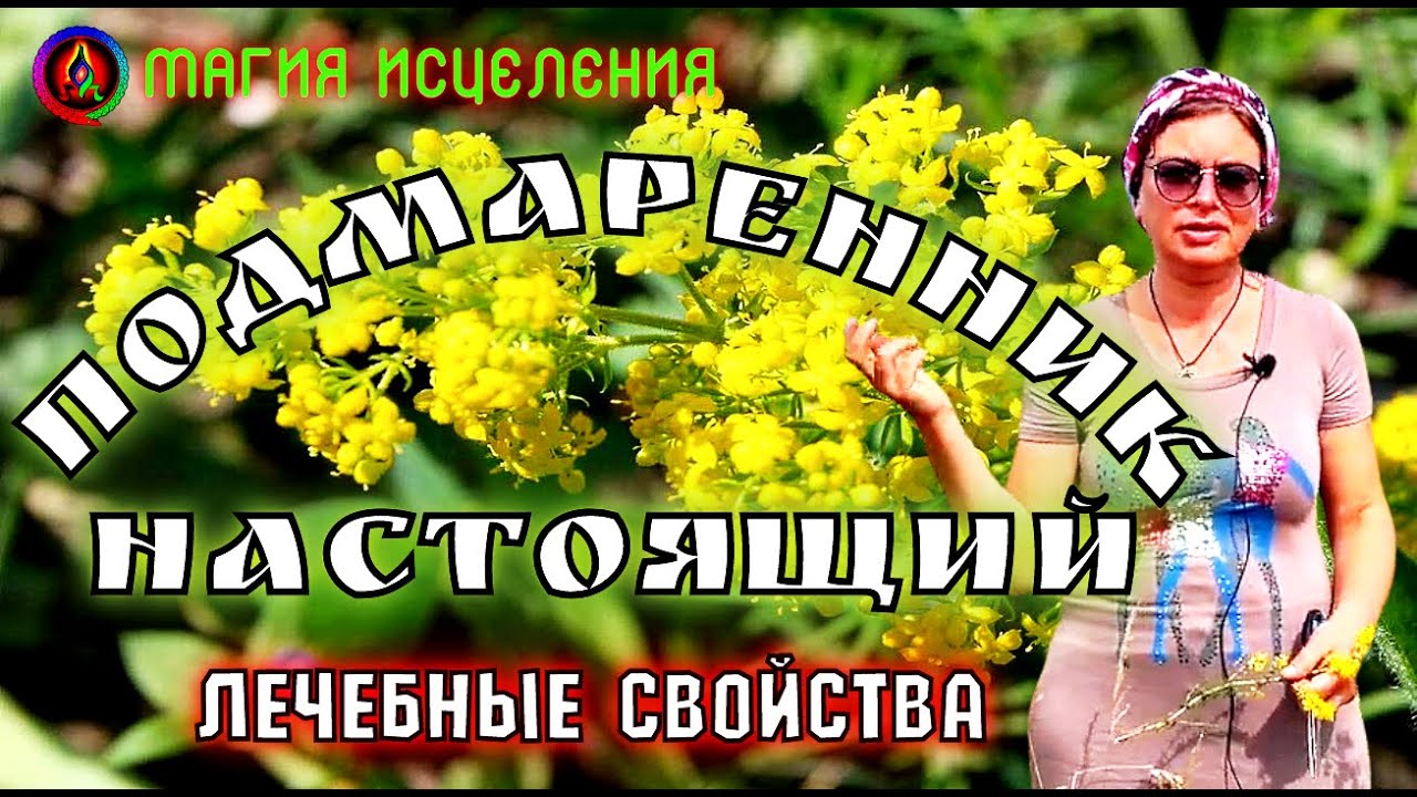 Подмаренник настоящий, подмаренник желтый | Трава подмаренник лечебные ...