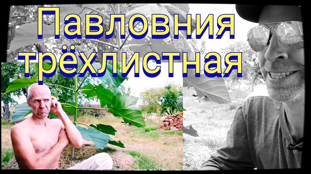 Лучшая Павловния из семян. Обзор моих саженцев.