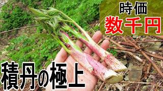 極上ウド始まる㊙の場所 in Shakotan Part８成長編【里山山菜記】
