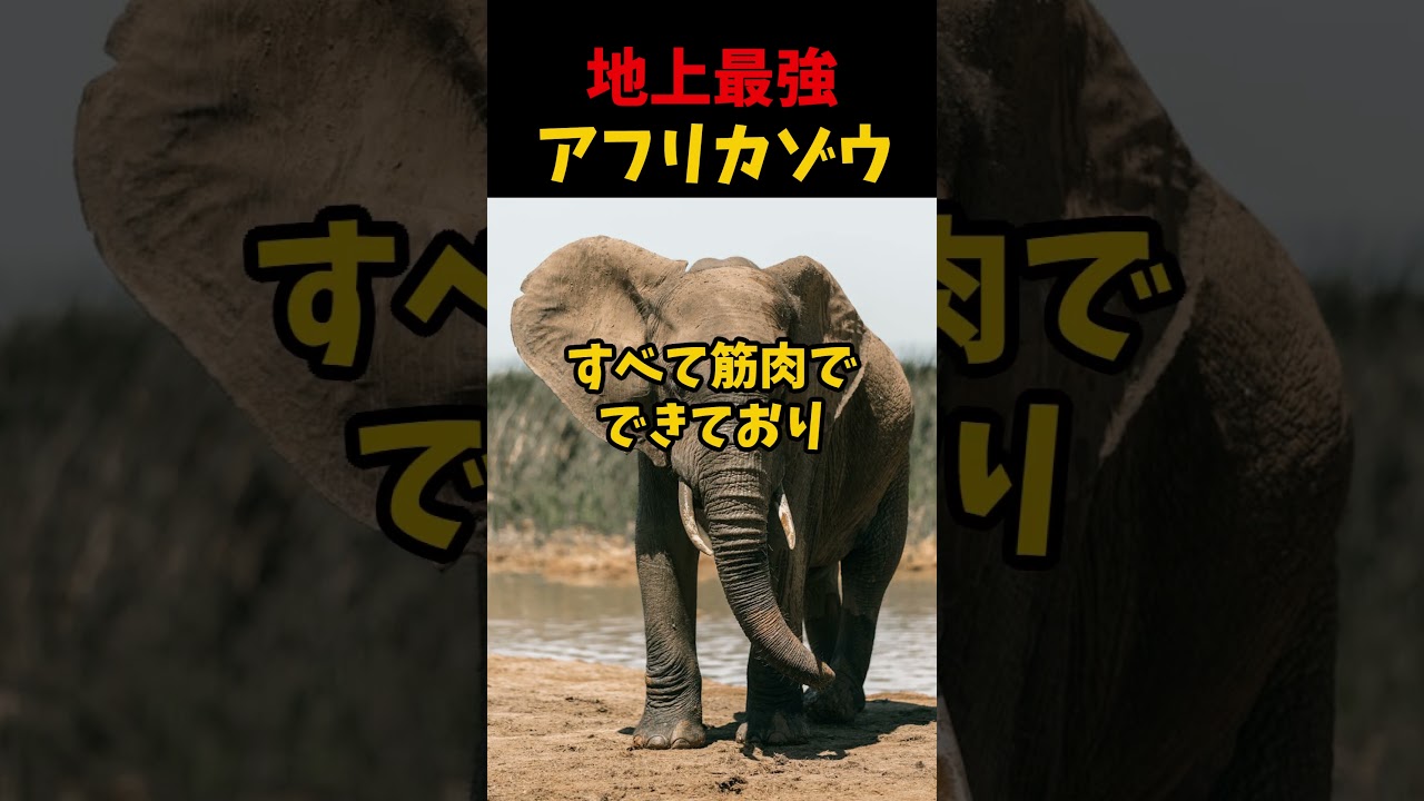 地上最強の生物アフリカゾウ　 #動物 #雑学 #1分雑学 #アフリカゾウ #shorts