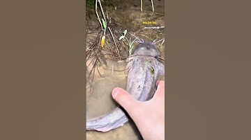 Cá Lớn - bắt Cá Trê Khủng mắc cạn ban đêm 😱 #khacthuyvlogg