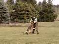 Schutzhund Protection Escape + Re-attack