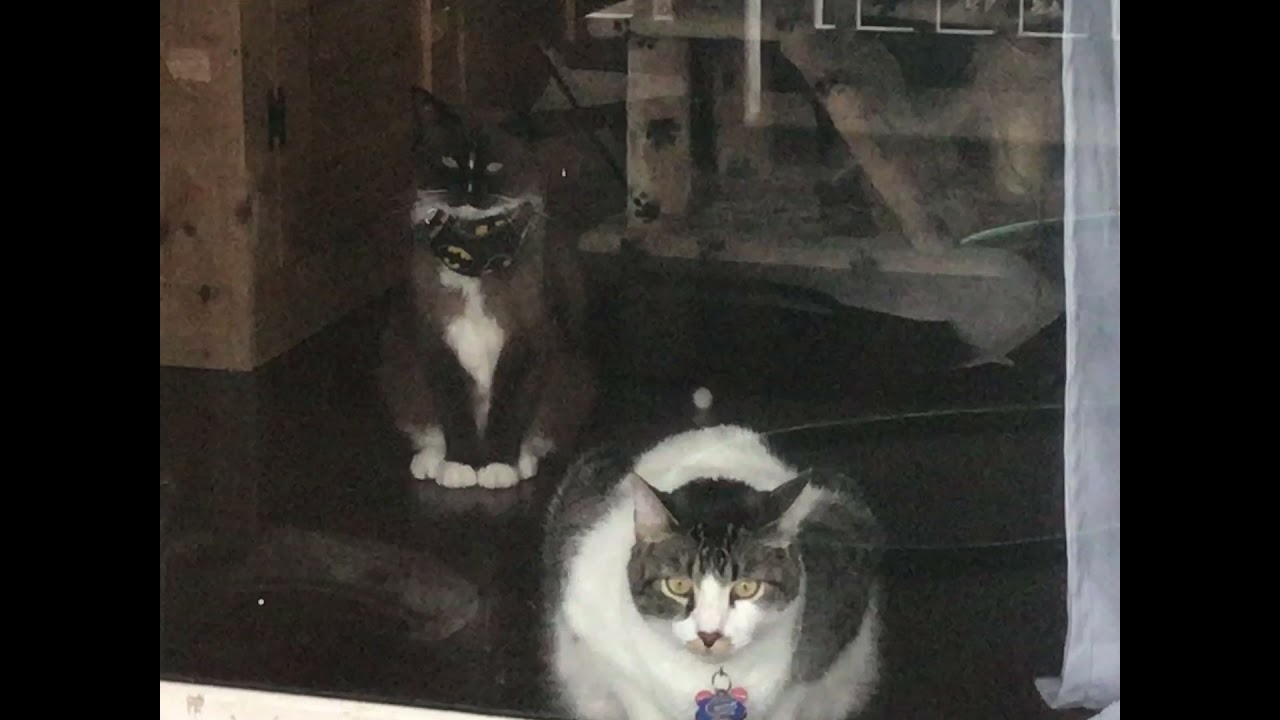 Florence and Nordic Blue Await Outside