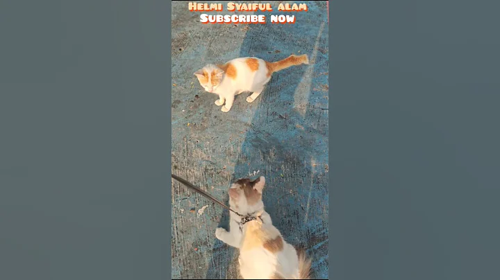 Video 11597221: turkish, kittens cutecat catlife catlover, cats kittens cutecat catlife, kitten pets catlover cutecat, kitten catlover pets cute