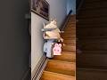 猫のためにどの階段を選ぶか