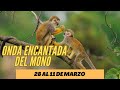 NUEVA ENERGIA ⚡️ONDA ENCANTADA DEL MONO 🐵 EL ILUSIONISTA