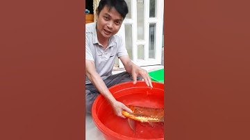 Phẫu thuật cá rồng Hoàng Vân phẫu thuật siêu phâm