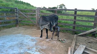 Tirando Leite das Vacas no Curral. Fui Buscar a Chumbada no Pasto pra Amamentar sua Cria e Esgotar