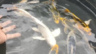 KOI BREEDING | How to condition your koi for breeding project!