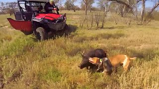 Wild Pig Hunting Dogs at Forest Australia  Boar Hunting Life  Hog Dogs Task